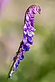 Linsen-Wicke(Vicia ervilia)