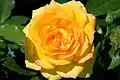 ‘Victoria Gold’, Eric T. Welsh, 1999