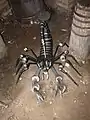 Skorpionskulptur