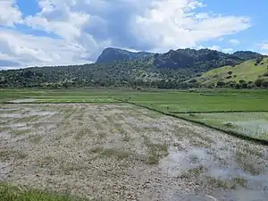 Blick über Reisfelder bei Manatuto auf den Berg Curi