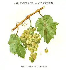 Vijariego Blanco
