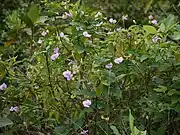 versch. Vigna-Wurzeln (nicht im Bild) (Vigna vexillata, Vigna lanceolata, Vigna marina, Vigna lobatifolia u. a.)