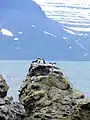 Papageientaucher auf Vigur.
