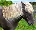 Vorfahren der Färöerponys wurden von den Wikingern auf die Inseln gebracht
