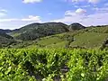 Weinbau bei Villeneuve-les-Corbières