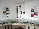 Geologieraum im Museum
