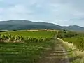 Weinfelder bei Abasár, im Hintergrund das Matra-Gebirge