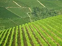 Weinbaugebiete im Piemont: Langhe, Roero und Monferrat