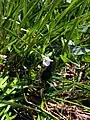 Auf der Fettwiese des Borovi do auf der Bijela gora ist sie in alpinen Rasengesellschaften mit Betonica seotina ssp. verbreitet.
