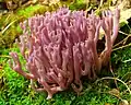 Violetter KeulenpilzClavulina amethystina