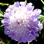 Zart-lila BlüteAcker-Witwenblume