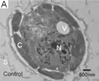 Dünnschnitt von P. parvum 946/6 Zellen.C: Chloroplast;V: kontraktile Vakuole;N: Zellkern;S: Schuppen