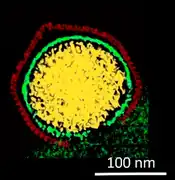 Kryo-EM-Querschnitt eines Kapsids von PBCV-1, das gerade seine DNA in dei Wirtszelle freisetzt.