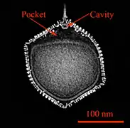 Kryo-EM-Querschnitt eines Kapsids von PBCV-1. Zwischen der inneren Membran und dem einzigen Scheitelpunkt (Vertex) befindet sich eine Tasche und am Boden des Spikes ein Hohlraum.