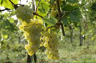 Pinello