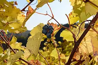 Blauer Wildbacher