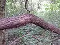 Die Wild-Weinrebe tritt in Österreich sehr selten in den Donauauen auf und ist stark gefährdet.