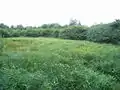 Verlandender Teich auf dem Vladař