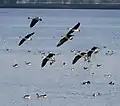 Der Gülper See – ein Stiftungs-Schutzgebiet von 600 Hektar und ein überregional bedeutsames Vogelrastgebiet