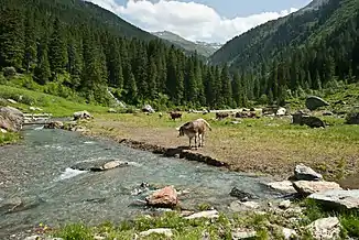 Unterhalb der Vorbergalm, kurz vor Schwarzbrunn (Blick taleinwärts)