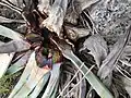 Vom Rhynchophurus palmarum befallene Agave americana