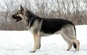 Osteuropäischer Schäferhund