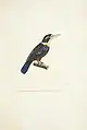 Rotbauchliest illustriert von Paul Louis Oudart
