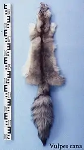 Afghanfuchs