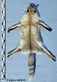 Mongolischer Rotfuchs
