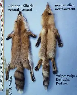 Sibirischer Rotfuchslinks zentral, rechts nordwestlich
