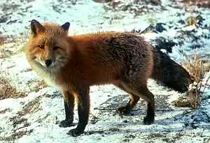 Rotfuchs