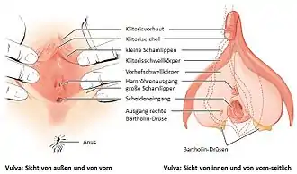 Grafik: System der weiblichen Schwellkörper
