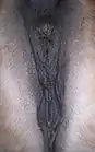 Anus, Damm und Vulva eines Pferdes (Haflinger-Stute)