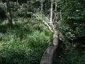 Bruchwald oberhalb der Fischteiche
