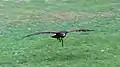 Wüstenbussard während der Flugschau