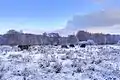 Wedeler Au am Auweidenweg in Schulau-Ost