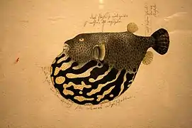 Kugelfisch