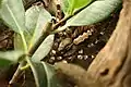 Teilweise verborgenes Weibchen in der Vegetation