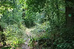 Waldweg auf der Hiwweltour