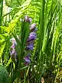 Wilde Orchideen im Waldgebiet Nordhastedt-Westerwohld (Geflecktes Knabenkraut (Dactylorhiza maculata), auch Flecken-Fingerwurz, aus der Familie der Orchideen (Orchidaceae))