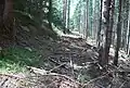 Waldbahntrasse des nördlichen Astes am Stoffkogel unterhalb der später gebauten Forststraße