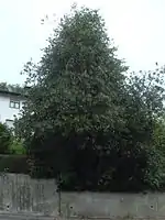 Deutschlands größte Stechpalme …