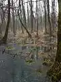 Erlenbruchwald - Bulten in halb zugefrorenen Tümpeln (Febr. 2013)