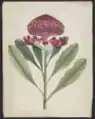 Wa-ra-ta [waratah (Telopea speciosissima)], George Raper, Aquarell; 40 × 31,1 cm (um 1789)