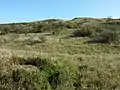 Halbtrockenrasen im Gipfelbereich des Waschbergs.