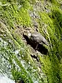 Bestand bedroht: Wasseramsel