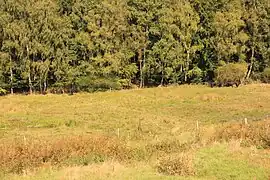 Wasserbüffel im Rodaer Henzeried, im Vordergrund fließt die Wetschaft