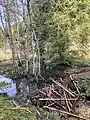 Biberdamm im Wassergraben