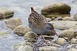 Wasserralle