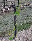 Austrieb durch Spätfrost geschädigt. Neuaustrieb aus  schlafenden Knospen zur Regeneration des Stockes.